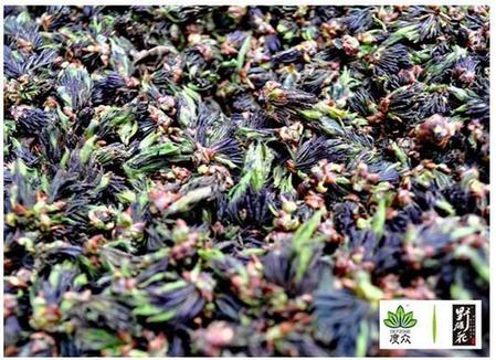 杜仲野雄花:何以珍貴?