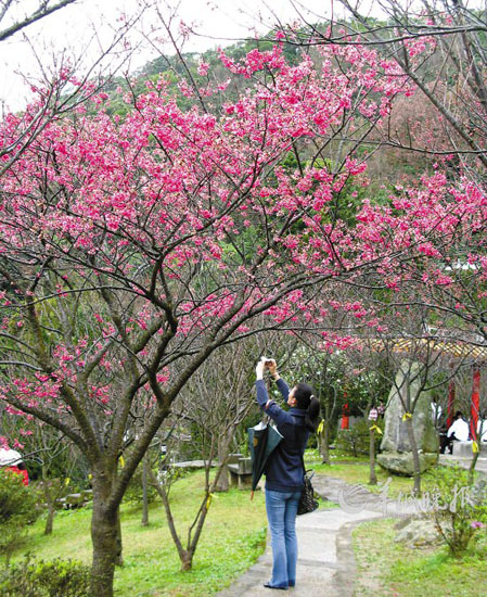 玩轉(zhuǎn)蛇年！盤點春節(jié)各大主題旅游線路（組圖）