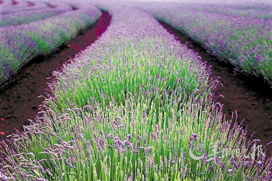 玩轉蛇年！盤點春節各大主題旅游線路（組圖）