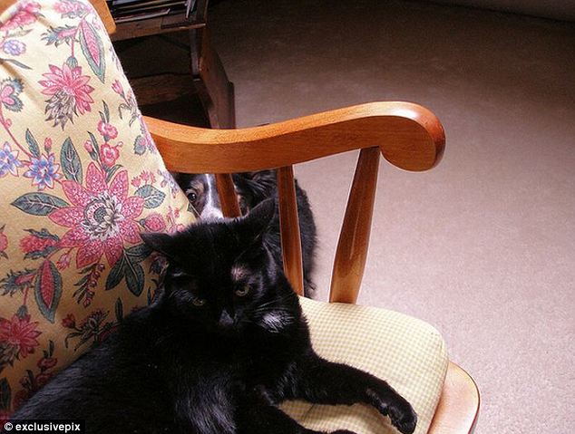 組圖：英網(wǎng)友曬自家寵物“搶鏡”照