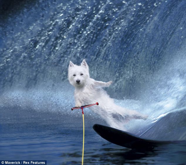 組圖：蘋(píng)果推“沖浪小狗”程序提振人心