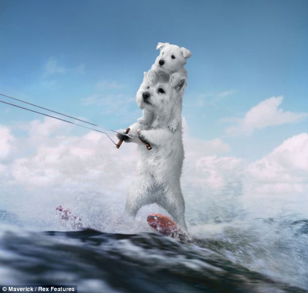 組圖：蘋果推“沖浪小狗”程序提振人心