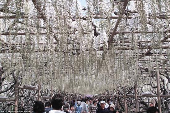 日本紫藤如童話般夢(mèng)幻 似《阿凡達(dá)》“靈魂樹(shù)”