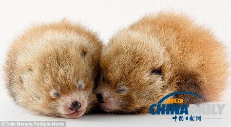 小熊貓寶寶亮相美動(dòng)物園 似小絨球萌翻眾人(圖)