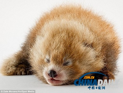 小熊貓寶寶亮相美動(dòng)物園 似小絨球萌翻眾人(圖)