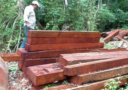 紅木價格將上演“瘋狂的木頭”