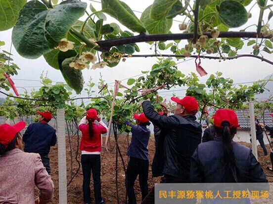 民豐源:用心出品每一個有機獼猴桃