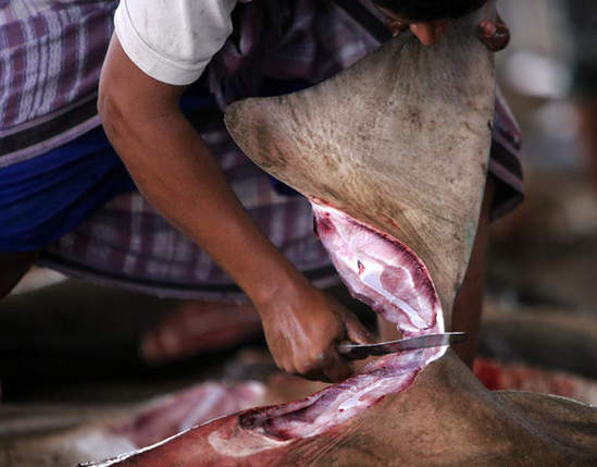 中國反腐放了鯊魚一條生路？