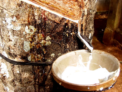 越南橡膠業(yè)日益艱難 