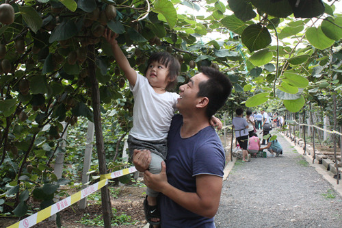 山東博山第二屆獼猴桃旅游采摘節開幕
