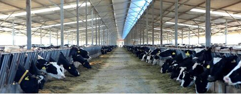 2014圣牧有機之旅•純凈啟程——見證「全程有機」純真奇跡