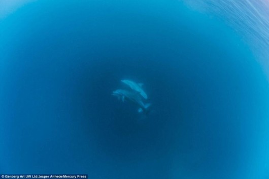 東非海岸建起水下酒店 可與魚兒共眠