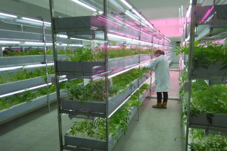 中國最大的植物工廠在北京建成投產