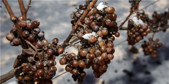 外媒：中國(guó)資金推動(dòng)澳洲葡萄園大幅升值