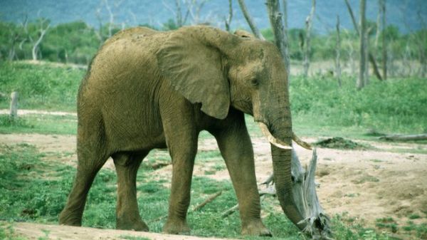 BBC:中國臨時(shí)禁止進(jìn)口象牙制品 稱嚴(yán)打象牙走私