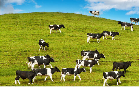 宋亮:歐洲牛奶配額終結?別心塞!