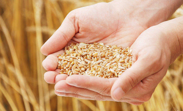 糧倉“碩鼠”騙取國家補貼 中儲糧：絕不姑息