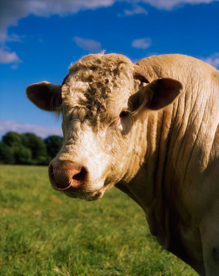 日媒稱日企憂中國從美國進口牛肉:怕以后買不著肉