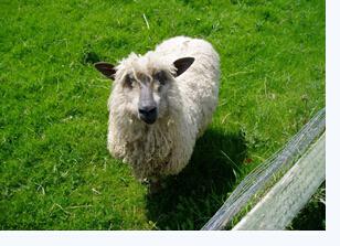 西澳羊肉出口量價齊升 中國仍為最大出口市場