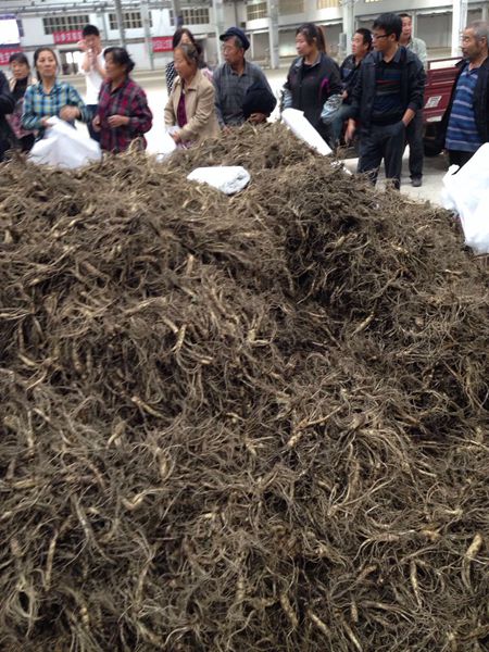 國家級人參市場助推人參產品進軍國際