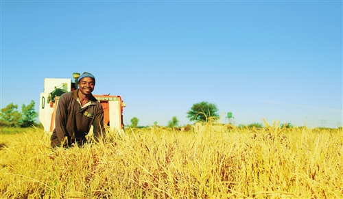 “彩虹之國”飄起稻花香:中國人在南非種水稻