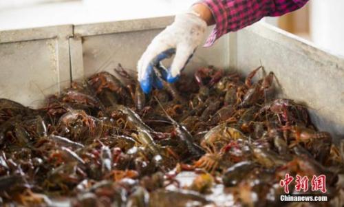 “龍蝦學院”刷屏網絡 還有哪些高校不走尋常路？