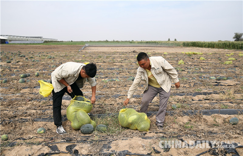 庫布其生態治理：甘草“躺著長” 沙漠大變樣
