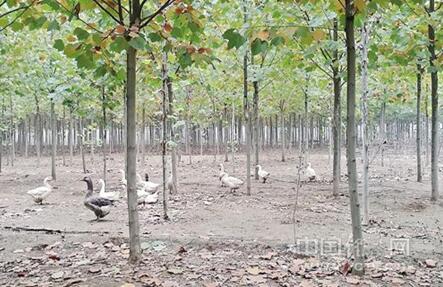 現代農業這樣在各地蓬勃發展