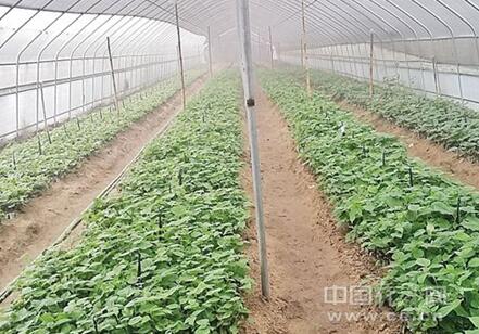 現代農業這樣在各地蓬勃發展