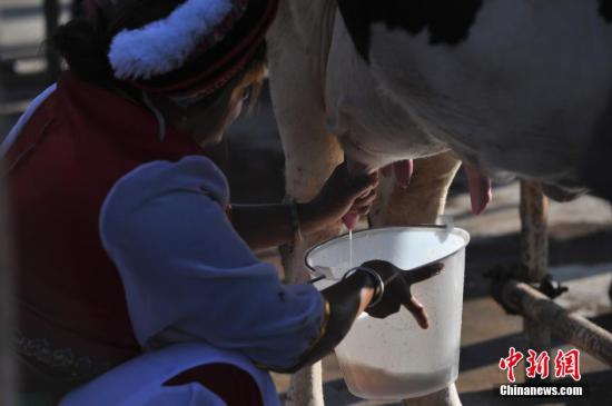 鮮奶分級(jí)標(biāo)準(zhǔn)將出臺(tái) 將改變好奶賣不出好價(jià)狀況