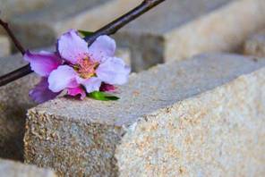 一場春天的約會－古井貢酒2018年首屆桃花春曲節即將開幕