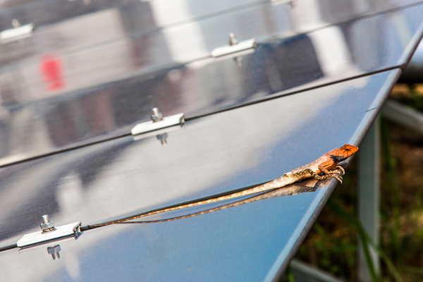 尖端高科技為建筑賦能 中國(guó)日?qǐng)?bào)-漢能“陽(yáng)光之旅”國(guó)際攝影師體驗(yàn)計(jì)劃落幕