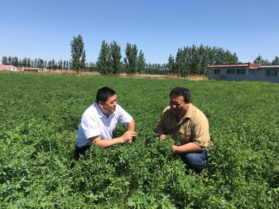 伊利幫助奶農降本增效 陽光雨露遍灑青青牧場