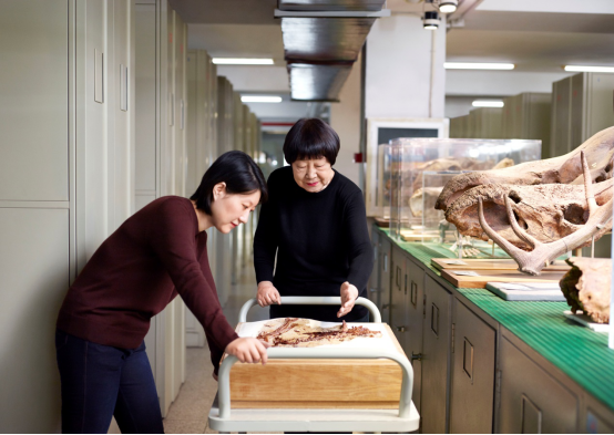 中國科學(xué)院院士、古脊椎動(dòng)物學(xué)家張彌曼教授榮膺2018年度歐萊雅-聯(lián)合國教科文組織“世界杰出女科學(xué)家成就獎(jiǎng)”